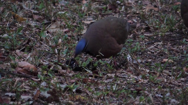Blue-headed Quail-Dove - ML201579821