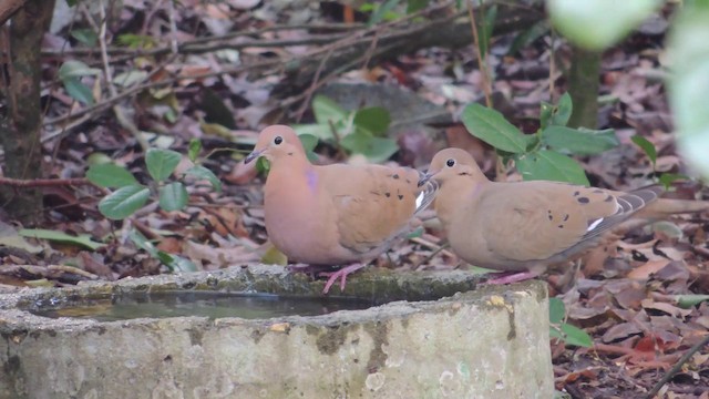 Zenaida Dove - ML201579851