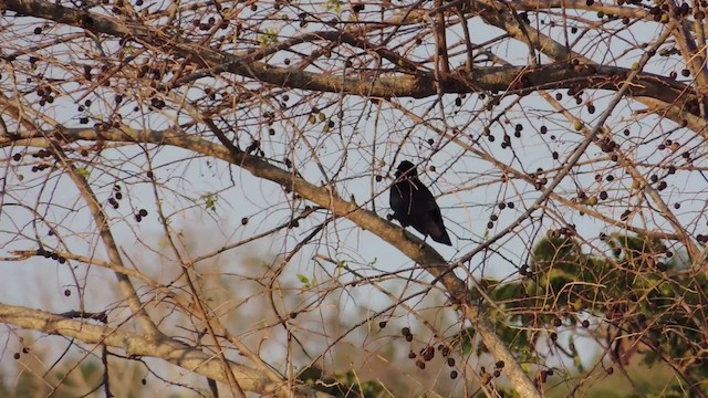 Cuban Palm-Crow - ML201579881