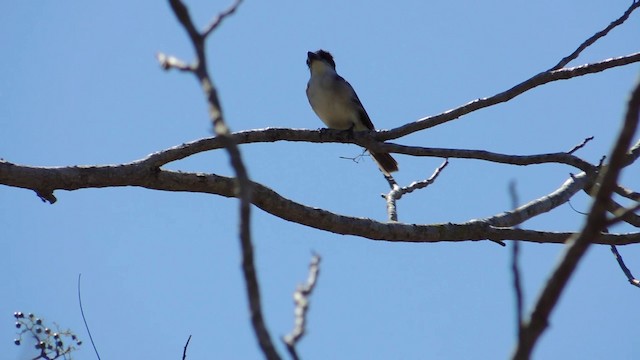 Giant Kingbird - ML201579891