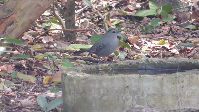 Pájaro Gato Gris - ML201579901