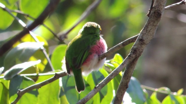 Cuban Tody - ML201579921