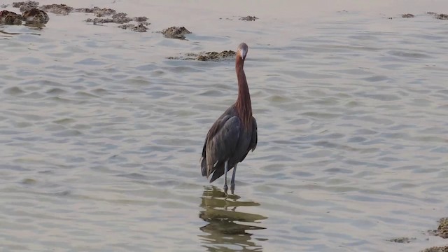 Reddish Egret - ML201579931