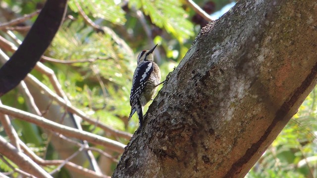 Yellow-bellied Sapsucker - ML201579951