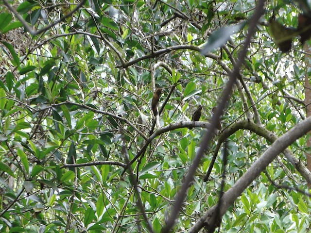 Red-rumped Woodpecker - ML201579981