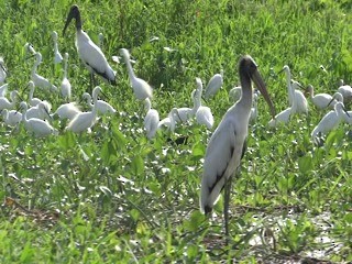 Wood Stork - ML201580051