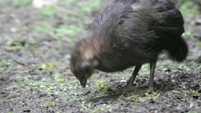 Wattled Brushturkey - ML201580071