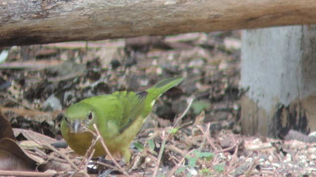 Painted Bunting - ML201580231