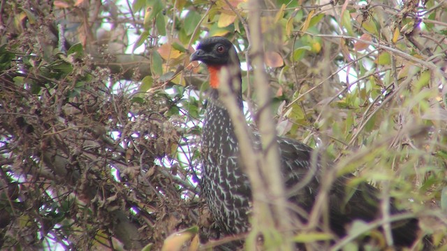 Dusky-legged Guan - ML201580261