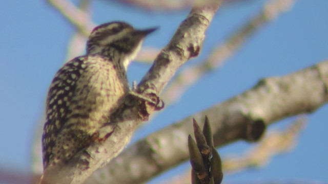 Checkered Woodpecker - ML201580271