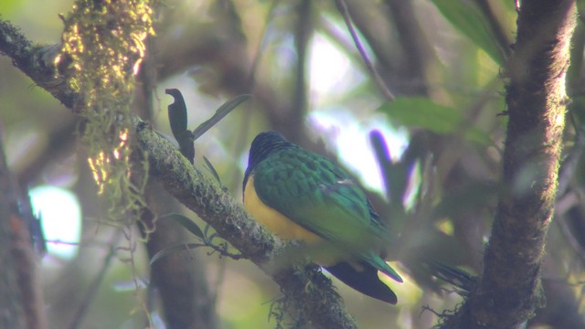 African Emerald Cuckoo - ML201580281