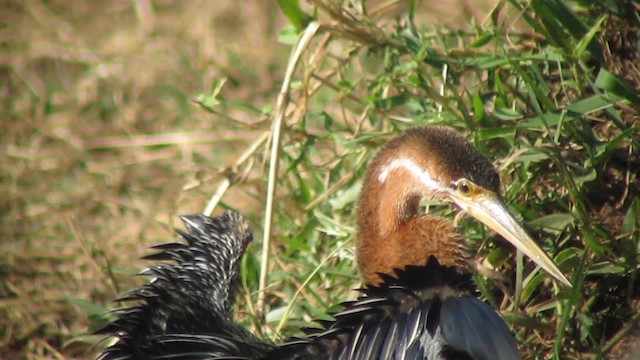 Anhinga Africana - ML201580311