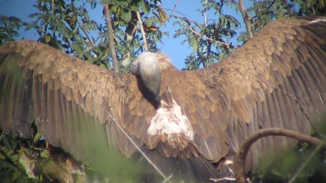 White-backed Vulture - ML201580331