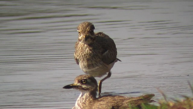 Water Thick-knee - ML201580341