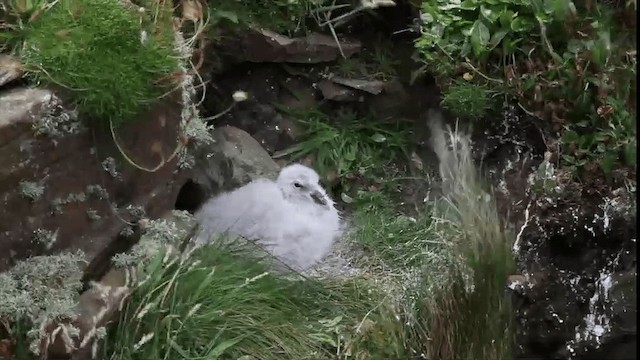 Northern Fulmar - ML201580571