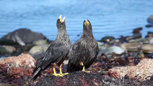 Striated Caracara - ML201580581