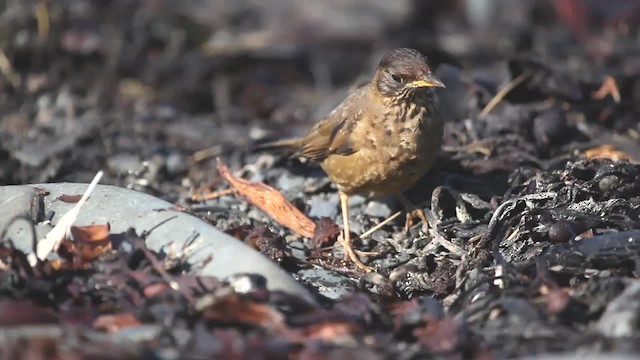 Austral Thrush (Falkland) - ML201580591