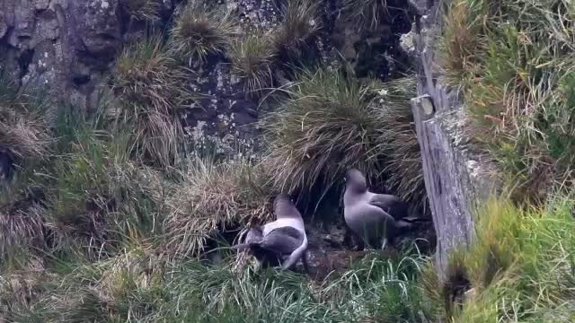 Light-mantled Albatross - ML201580601