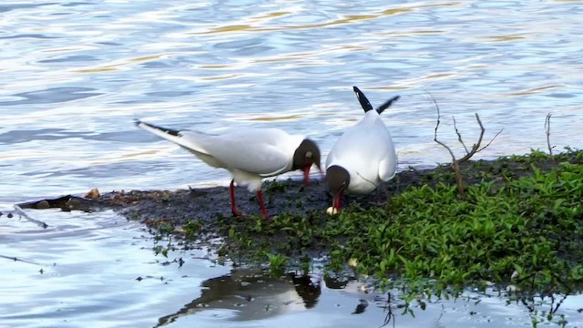 Black-headed Gull - ML201580621