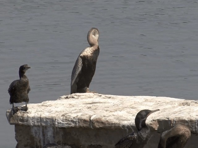 Oriental Darter - ML201580701