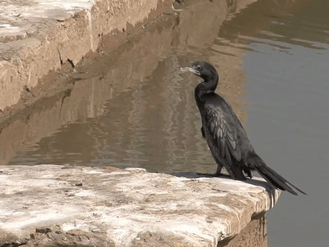 Little Cormorant - ML201580711