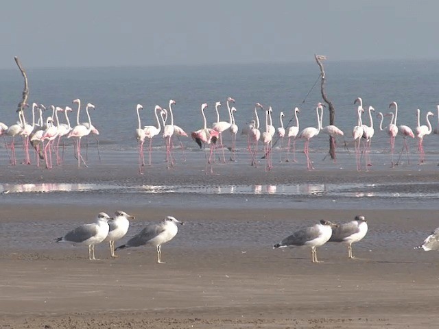 Goéland ichthyaète - ML201580731