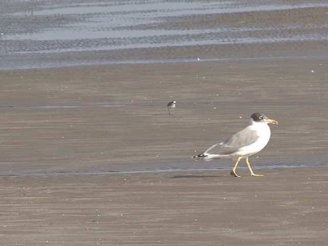 Pallas's Gull - ML201580741