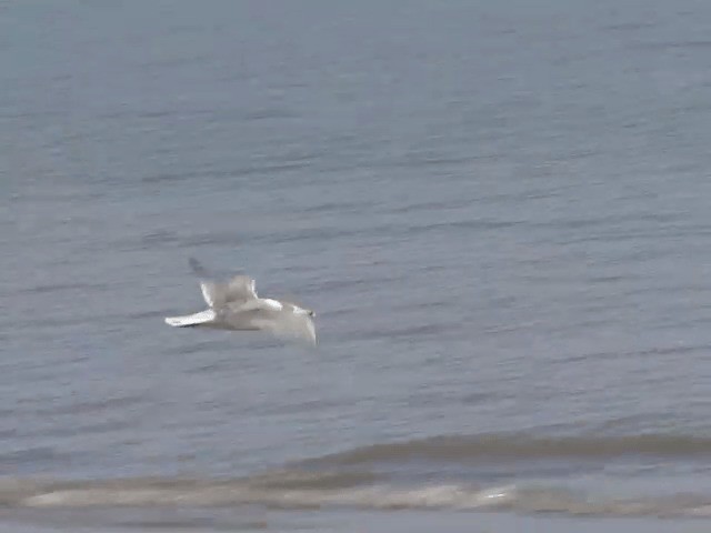 Pallas's Gull - ML201580751