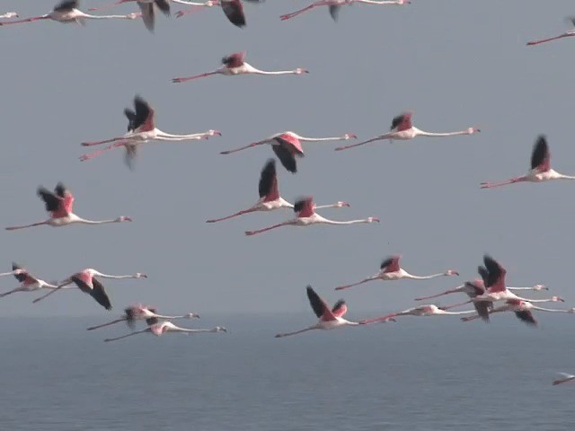 Greater Flamingo - ML201580761