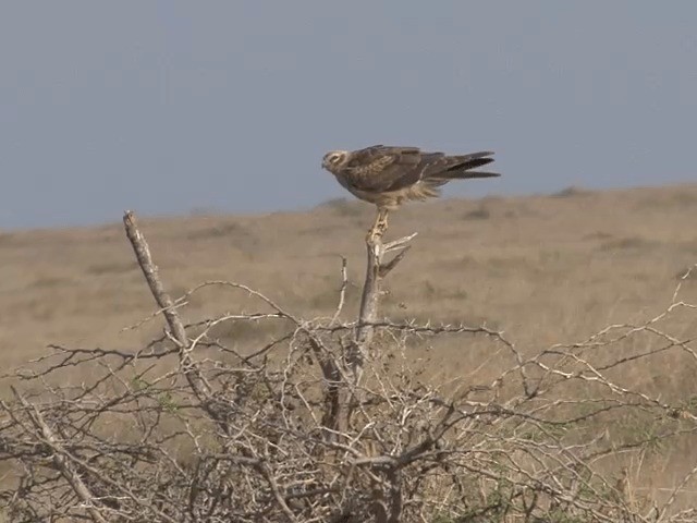 Montagu's Harrier - ML201580841