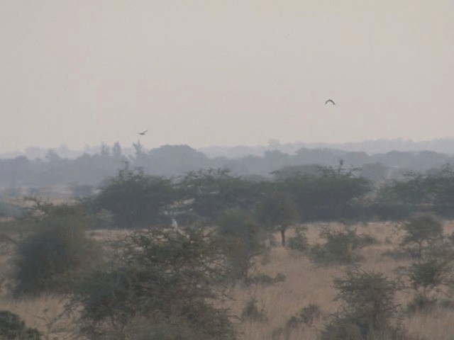 Great Indian Bustard - ML201580851