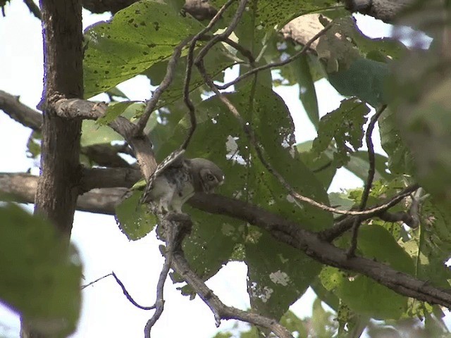 Forest Owlet - ML201580871