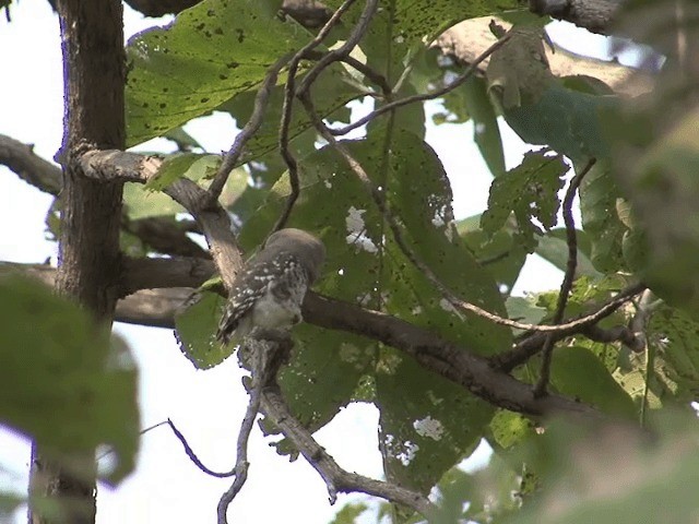 Forest Owlet - ML201580891