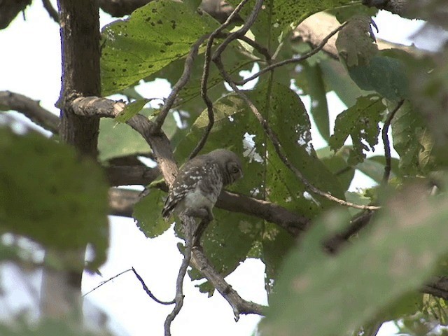 Forest Owlet - ML201580901