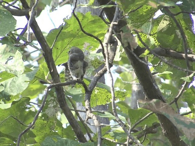 Forest Owlet - ML201580911