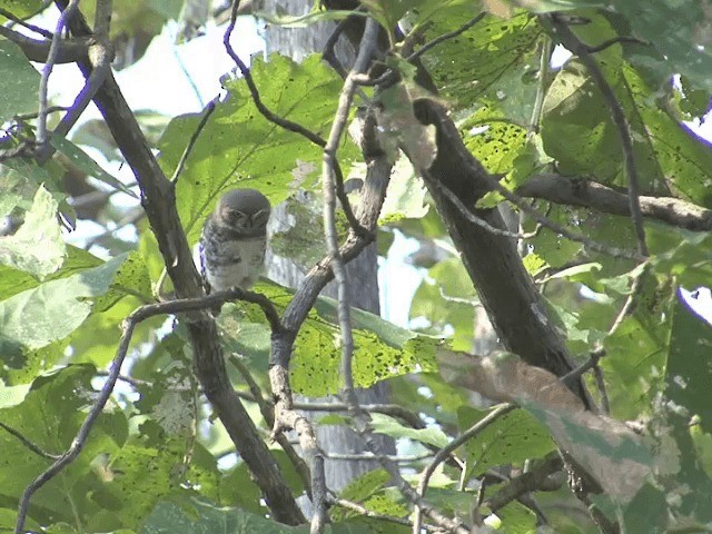 Forest Owlet - ML201580921