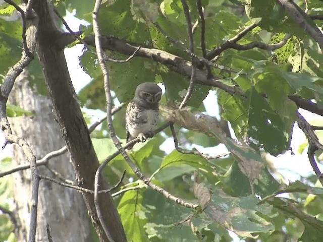 Forest Owlet - ML201580931