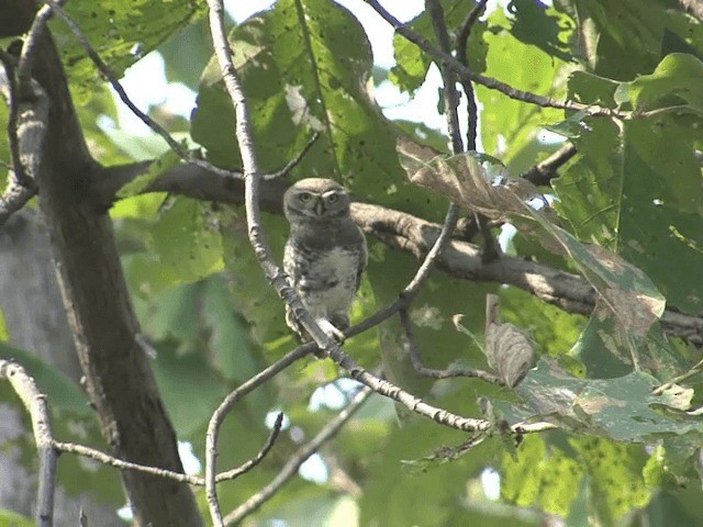 Forest Owlet - ML201580941