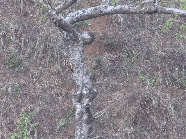 White-naped Woodpecker - ML201580961