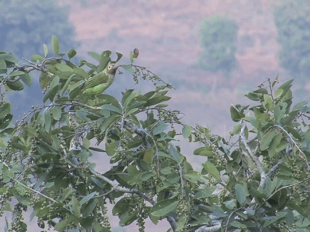 Brown-headed Barbet - ML201580981