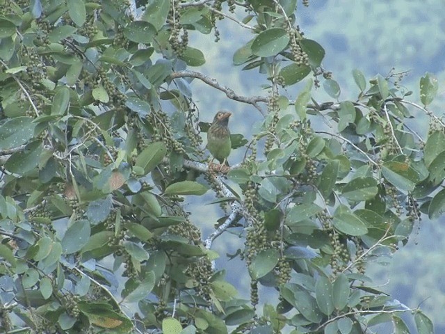 Brown-headed Barbet - ML201580991