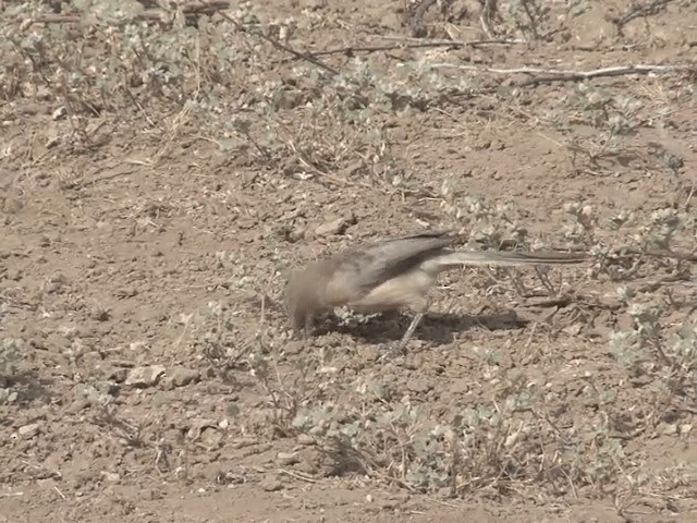 Large Gray Babbler - ML201581001