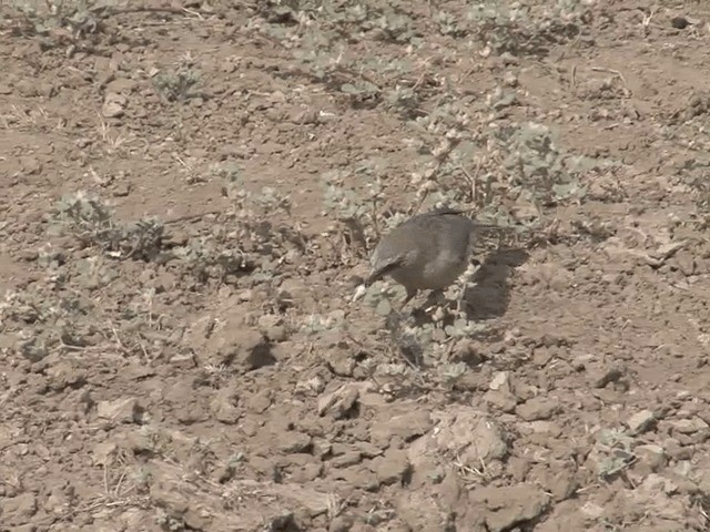 Large Gray Babbler - ML201581021