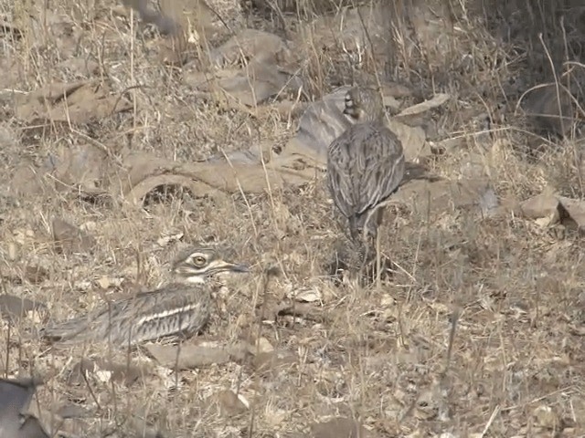 Indian Thick-knee - ML201581051