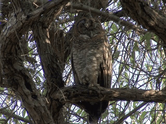 Mottled Wood-Owl - ML201581061