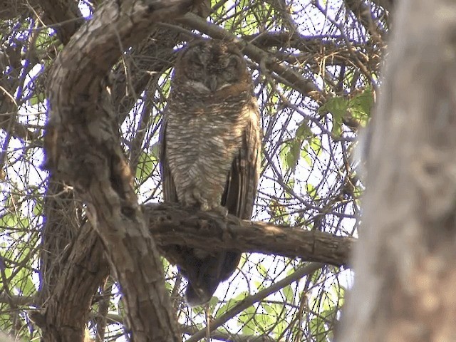 Mottled Wood-Owl - ML201581071