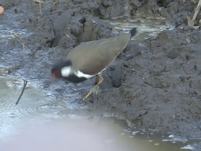 Red-wattled Lapwing - ML201581101