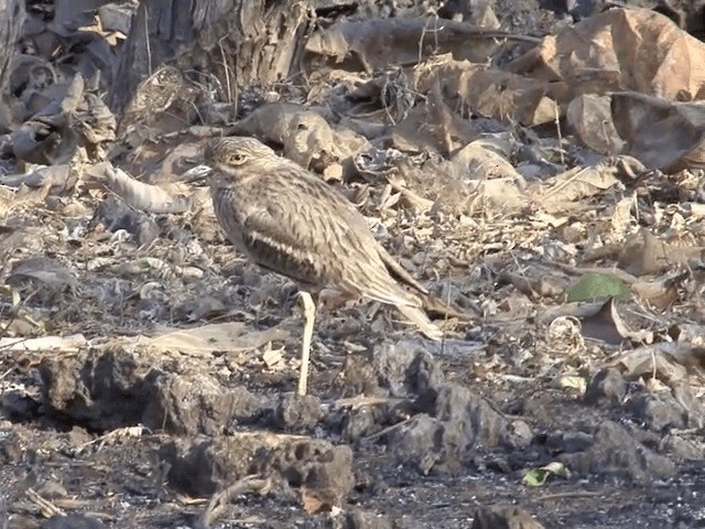 Alcaraván Indio - ML201581111