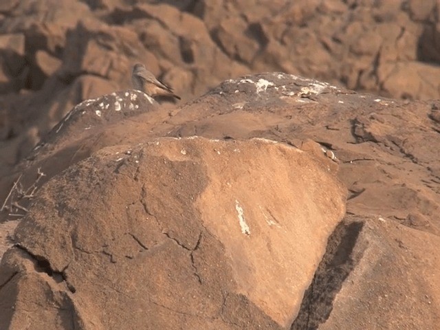 Persian Wheatear - ML201581181