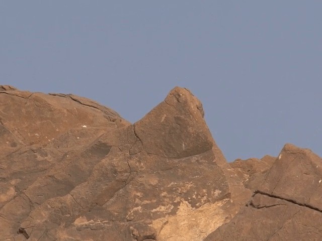 Кам’янка перська - ML201581191